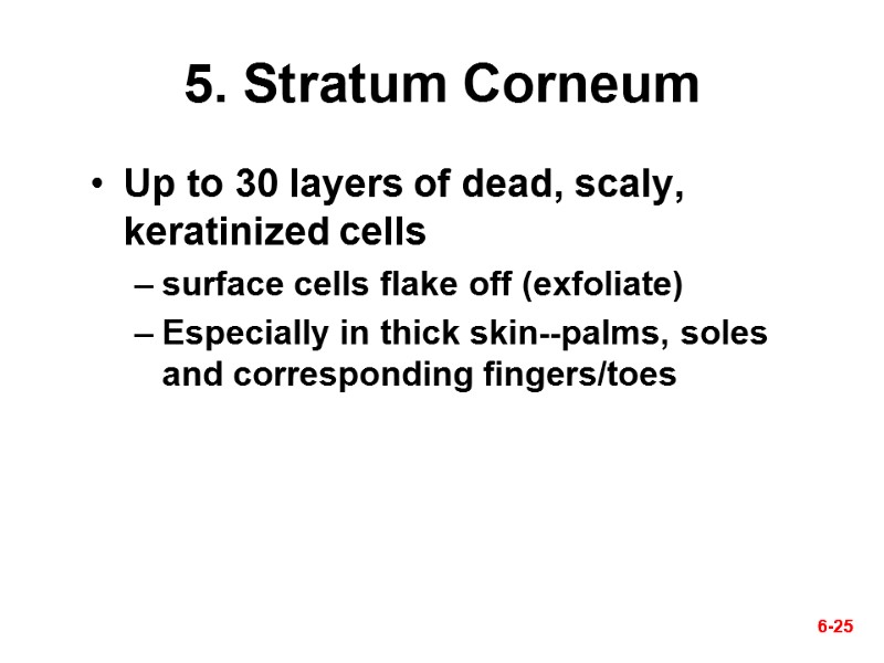 6-25 6-25 5. Stratum Corneum Up to 30 layers of dead, scaly, keratinized cells